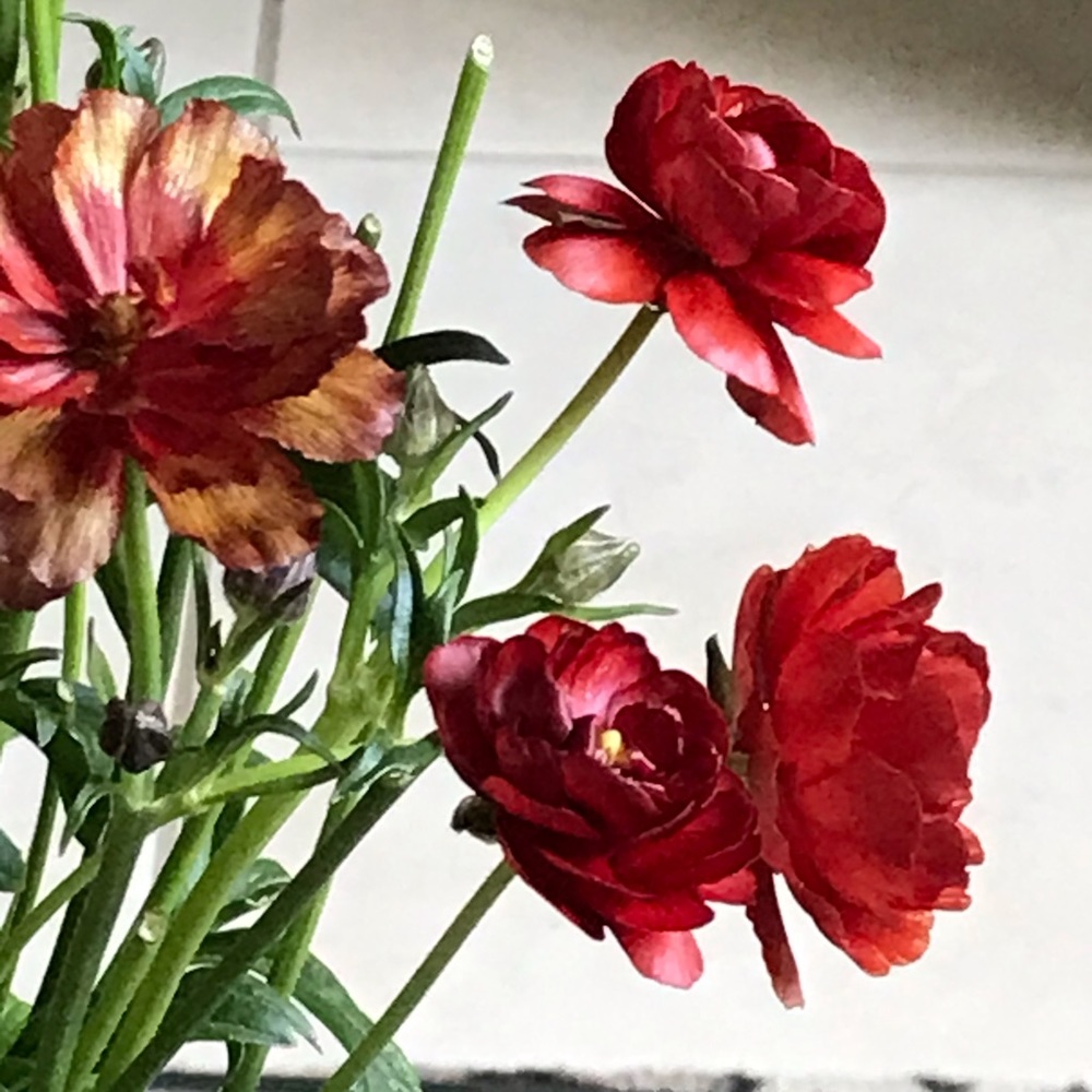 TO ALL MY FOLLOWERS❤️🏡